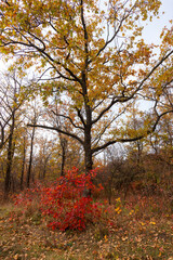 Colorful bright autumn forest. Leaves fall on ground in autumn. Autumn forest scenery with warm colors and footpath covered in leaves leading into scene. 