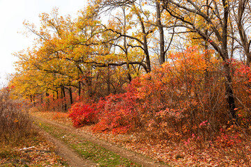 Colorful bright autumn forest. Leaves fall on ground in autumn. Autumn forest scenery with warm colors and footpath covered in leaves leading into scene. 