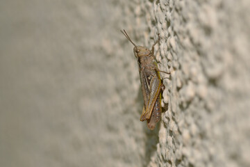 Brauner Grashüpfer an einer Wand