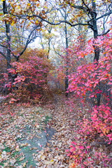 Colorful bright autumn forest. Leaves fall on ground in autumn. Autumn forest scenery with warm colors and footpath covered in leaves leading into scene. 