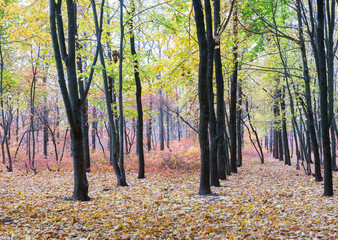 Obraz premium Colorful bright autumn forest. Leaves fall on ground in autumn. Autumn forest scenery with warm colors and footpath covered in leaves leading into scene. 