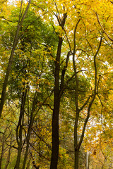 Colorful bright autumn forest. Leaves fall on ground in autumn. Autumn forest scenery with warm colors and footpath covered in leaves leading into scene. 