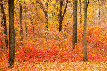 Colorful bright autumn forest. Leaves fall on ground in autumn. Autumn forest scenery with warm colors and footpath covered in leaves leading into scene. 