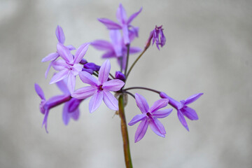 Fotografisches Allerlei aus dem Garten, der Tierwelt und der von Reisen