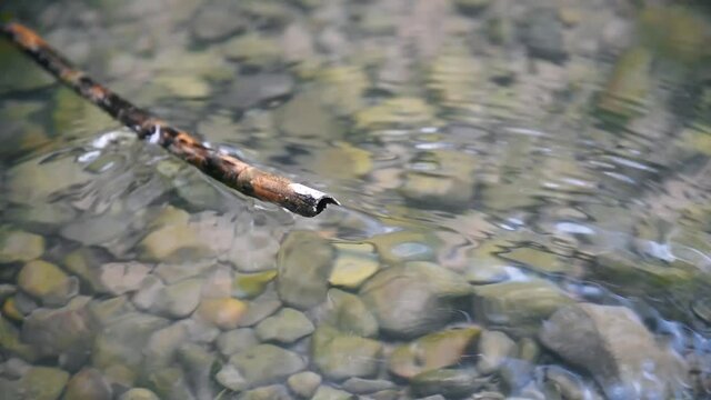 A reed in a river touches the water delicately - Reed in a pond