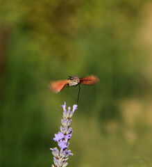 mouvement du papillon
