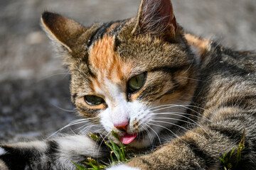 Fotografisches Allerlei aus dem Garten, der Tierwelt und der von Reisen
