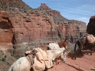 grand canyon with mule train