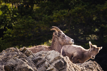 Bighorn Sheep Jasper Nationalpark