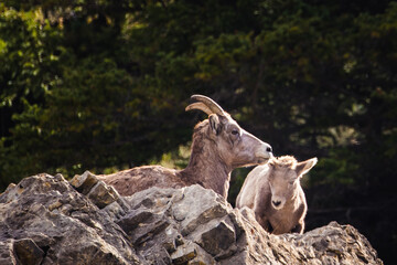 Bighorn Sheep Jasper Nationalpark