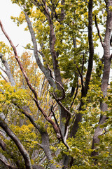 Landscape on the berigu lake with large trees. There is a boat on the lake and there are large trees above the lake.