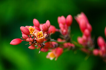 Fotografisches Allerlei aus dem Garten, der Tierwelt und der von Reisen