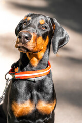 Doberman puppy portrait on a walk