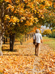 Autumn city park, amazing fall colors. Leaves fall on ground. Colorful Autumn scenery with warm colors and footpath covered in leaves leading. People walk in park