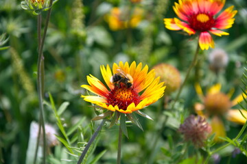 bee on a yellow flower