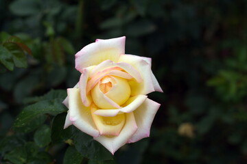 yellow rose on green background