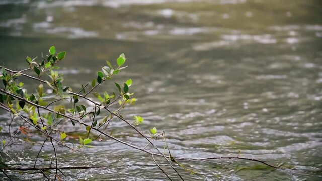 Close-up branch of a tree in the turia river in valencia