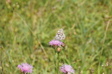 Kleiner Schmetterling auf lila Blüte