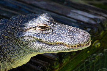Close up of an american alligator's head showing an eye, nasal area, a full set of teeth, and beautifully mottled, wrinkled, reptilian skin, in Florida, USA