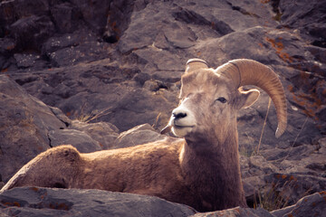 Bighorn Sheep Jasper Nationalpark