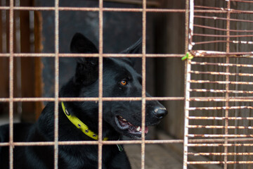 Beautiful and sad young german shepherd shelter. Poor dog looking over cage.