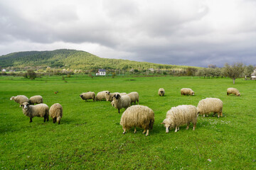 rebaño de ovejas cerca de Vrhovine, parque nacional plivitze, Croacia, europa