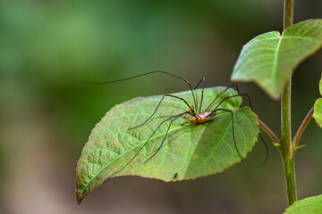 Fotografisches Allerlei aus dem Garten, der Tierwelt und der von Reisen