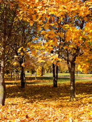 Colorful bright autumn city park. Leaves fall on ground. Autumn forest scenery with warm colors and footpath covered in leaves leading into scene.