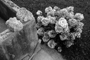 Alte Viehtränke aus Stein mit porösen Steinen als Stillleben und blühendem Phlox oder...