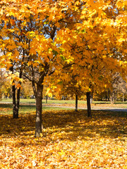 Colorful bright autumn city park. Leaves fall on ground. Autumn forest scenery with warm colors and footpath covered in leaves leading into scene.
