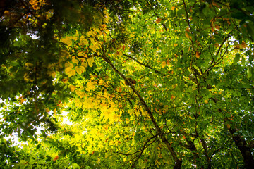 autumn leaves on a tree