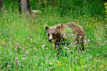 oso pardo europeo (Ursus arctos arctos), Les Angles, pirineos catalanes, comarca de Capcir, Francia