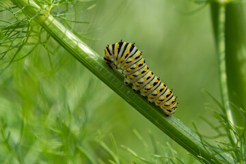 Caterpillar