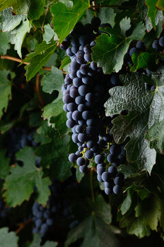 Uvas 8
