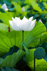water lily in the pond - 376435009