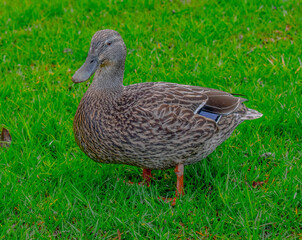 female mallard duck