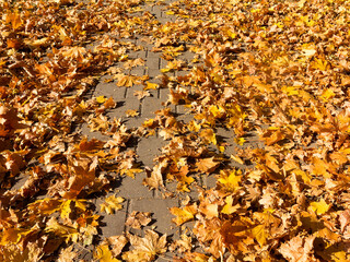Creative background of yellow leaves on the sidewalk in perspective. Authentic bright autumn background for any of your projects..