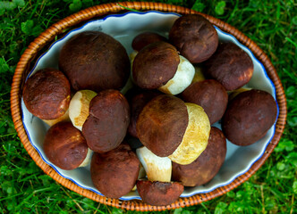 porcini mushrooms on green grass , autumn mushroom harvest