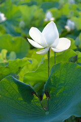 white lotus flower - 376435288