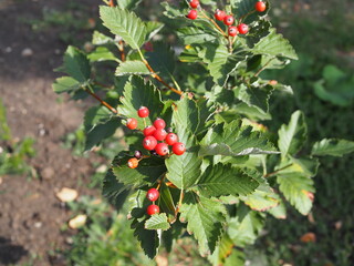 Rowan berries, Mountain ash tree with ripe berry.