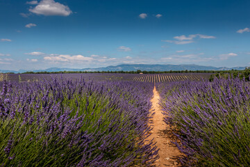 Fototapeta na wymiar Champ de lavande en Provence