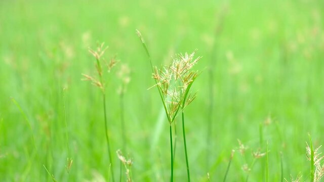 Nut Grass on green background.Concept for green background.