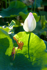 lotus flower in the park - 376435424