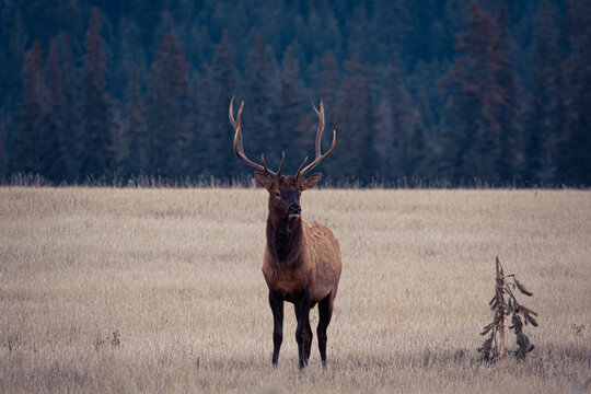 Hirschkampf - Deer Fighting, Jasper Nationalpark