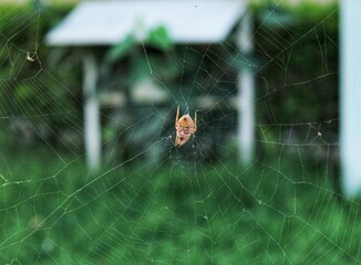 spider on web