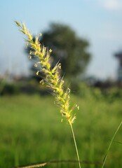 yellow textured grass in the field