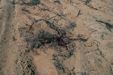 Берег Каспия