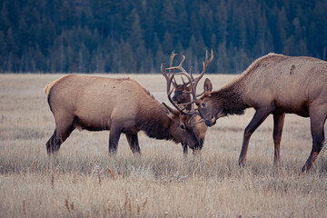 Naklejka na ściany i meble Hirschkampf - Deer Fighting, Jasper Nationalpark