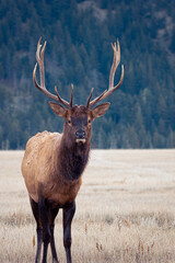 Hirschkampf - Deer Fighting, Jasper Nationalpark