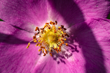 Arkansas rose-forest flower in sunbeams.